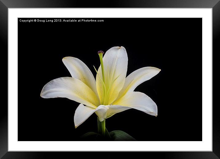 White Lily Framed Mounted Print by Doug Long