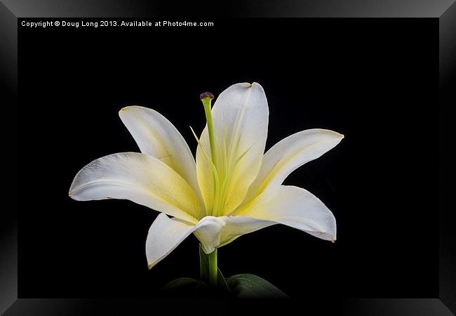 White Lily Framed Print by Doug Long