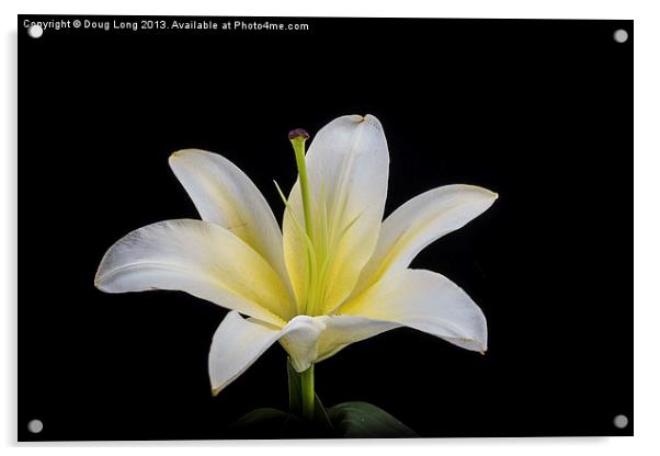 White Lily Acrylic by Doug Long