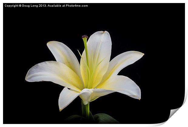 White Lily Print by Doug Long