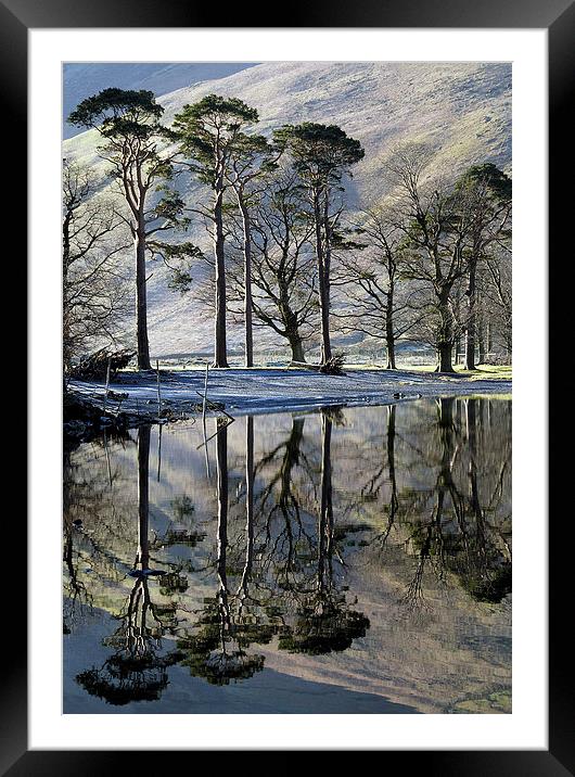 Buttermere Pines Framed Mounted Print by Martin Parratt