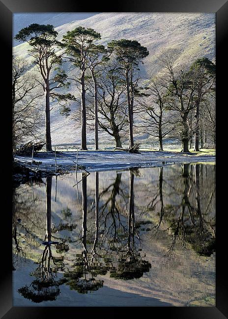 Buttermere Pines Framed Print by Martin Parratt