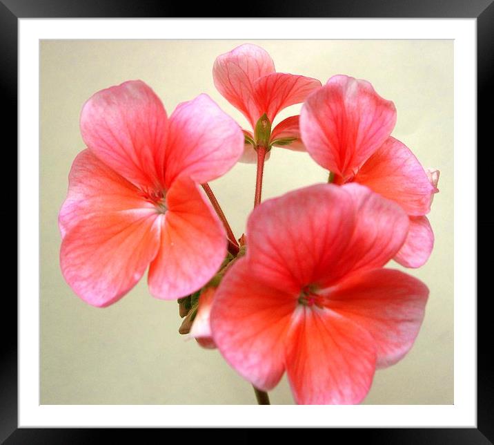 Pink Geranium Flowers Framed Mounted Print by james richmond