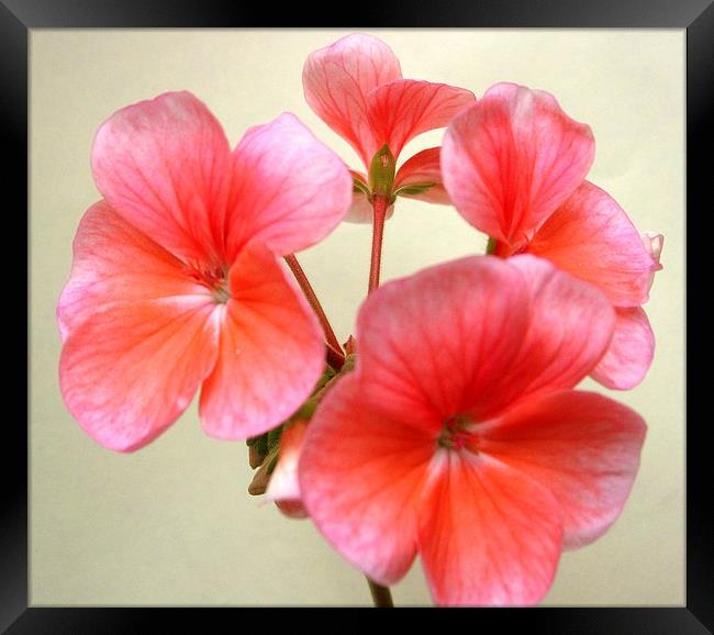 Pink Geranium Flowers Framed Print by james richmond