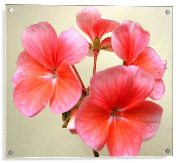Pink Geranium Flowers Acrylic by james richmond