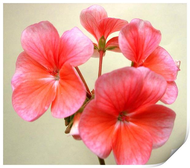 Pink Geranium Flowers Print by james richmond