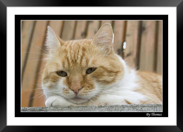 Beautiful CAT2 Framed Mounted Print by Toma Mihai Ioan
