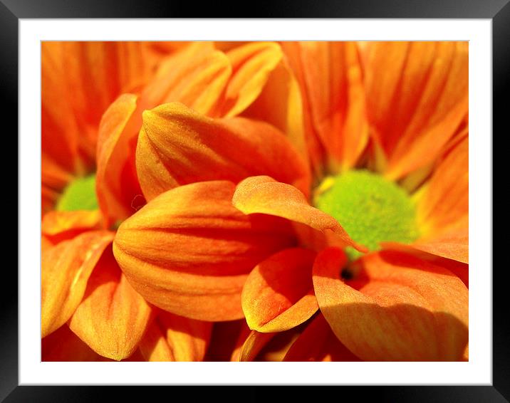 Orange Chrysanthemums Framed Mounted Print by james richmond