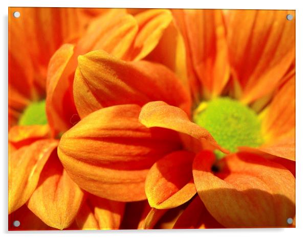 Orange Chrysanthemums Acrylic by james richmond