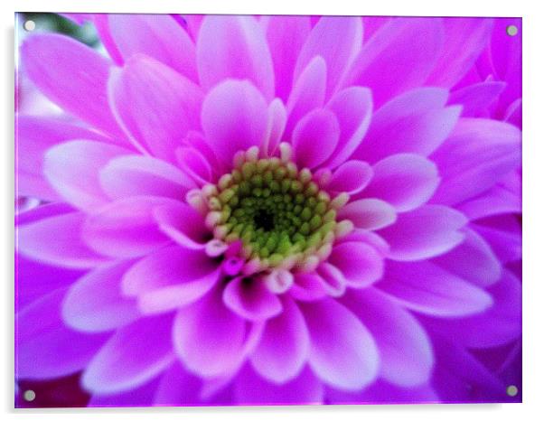 Lilac Chrysanthemum Acrylic by james richmond