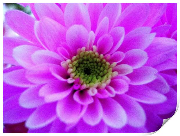 Lilac Chrysanthemum Print by james richmond