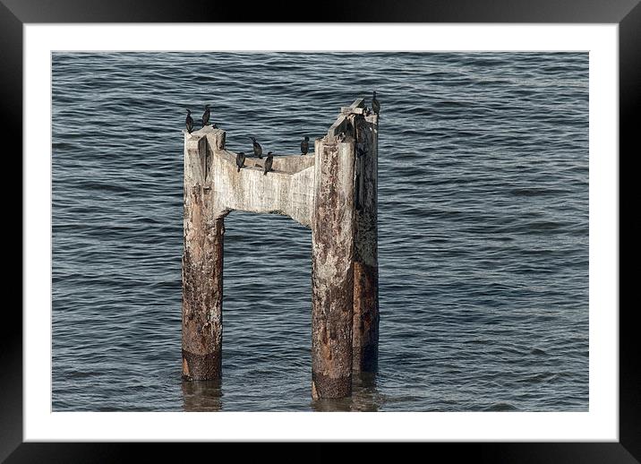 Cormorants Framed Mounted Print by Mary Lane