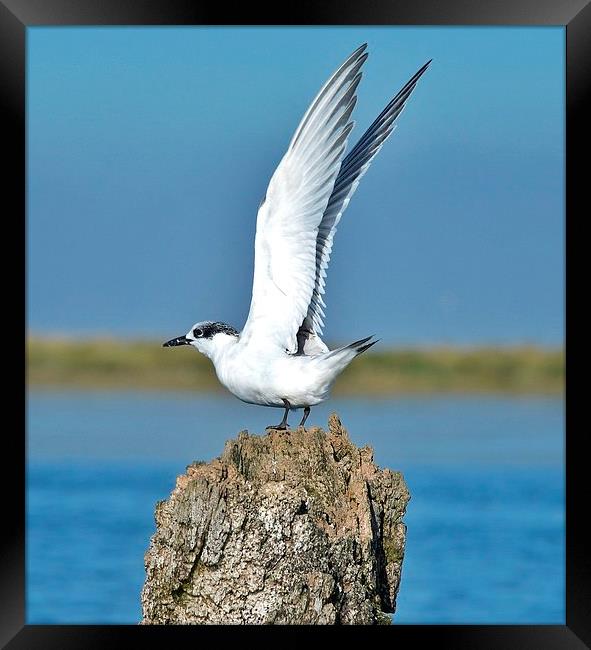 Sandwich Tern stretching its wings Framed Print by Gary Pearson