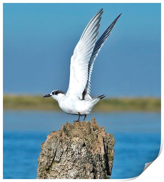 Sandwich Tern stretching its wings Print by Gary Pearson