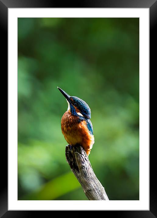 Kingfisher Looking Skyward Framed Mounted Print by Roger Byng