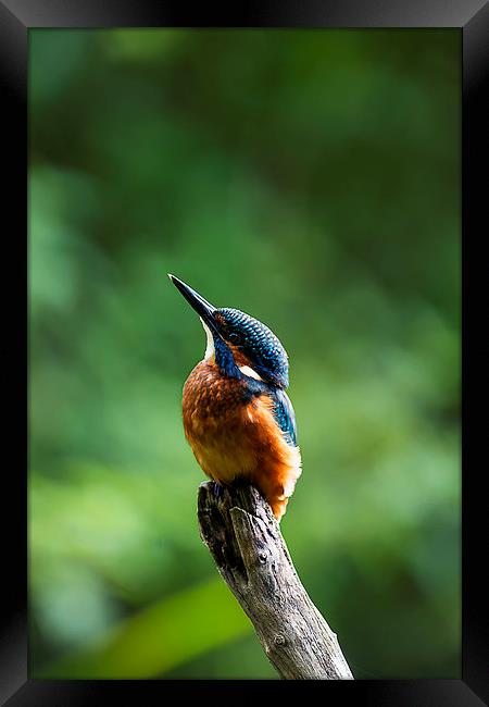 Kingfisher Looking Skyward Framed Print by Roger Byng