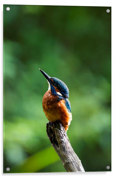 Kingfisher Looking Skyward Acrylic by Roger Byng