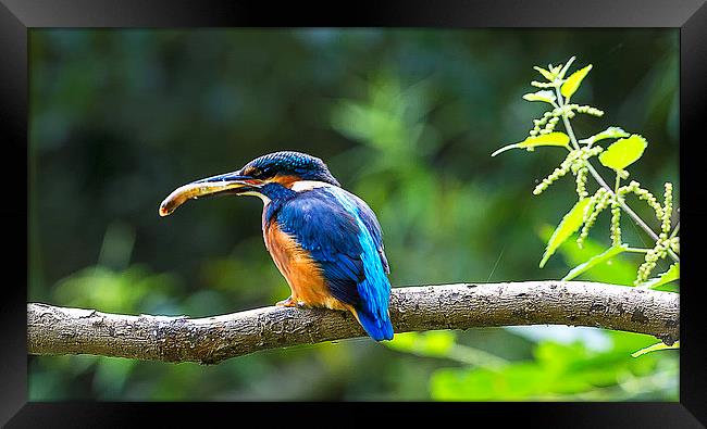 Kingfisher With Minnow Framed Print by Roger Byng
