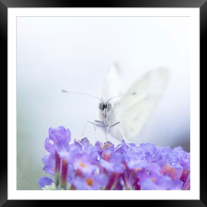 Butterfly Dreamz Framed Mounted Print by Sandra Pledger