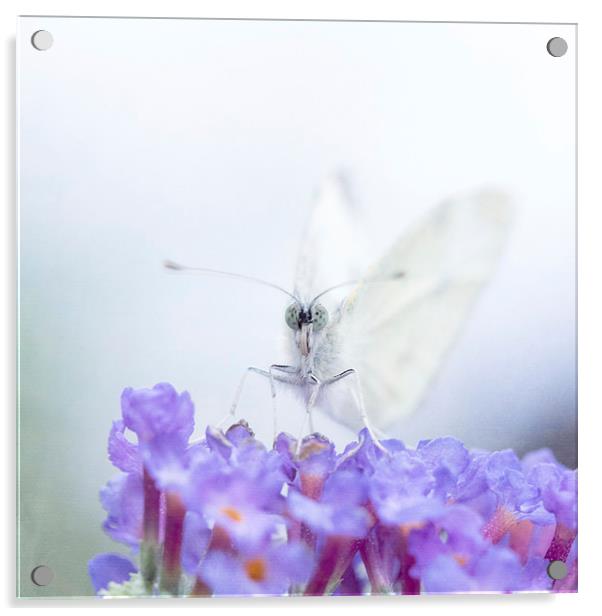 Butterfly Dreamz Acrylic by Sandra Pledger