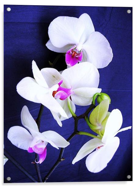White Orchid Acrylic by james richmond