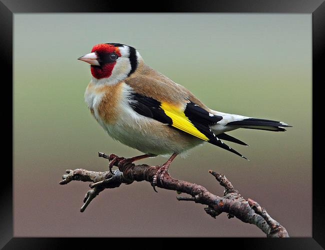 Goldfinch on branch. Framed Print by Jack Byers