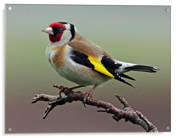 Goldfinch on branch. Acrylic by Jack Byers