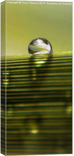 Raindrop Of Edge Of Leaf Canvas Print by Tony Fishpool