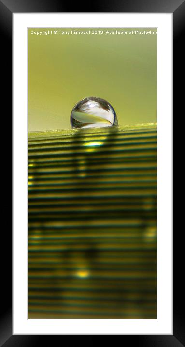 Raindrop Of Edge Of Leaf Framed Mounted Print by Tony Fishpool