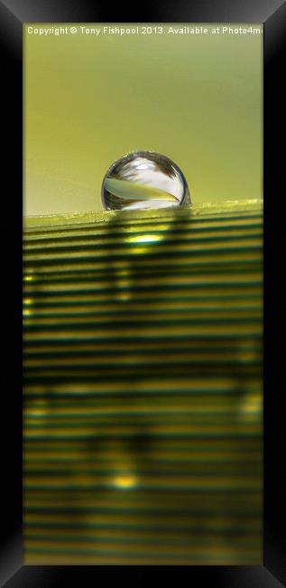 Raindrop Of Edge Of Leaf Framed Print by Tony Fishpool