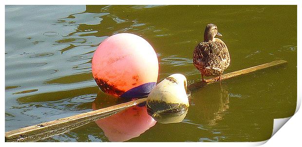 Mallard Duck Print by Antoinette B