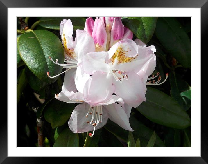 Spring Purity! Framed Mounted Print by Eleanor McCabe