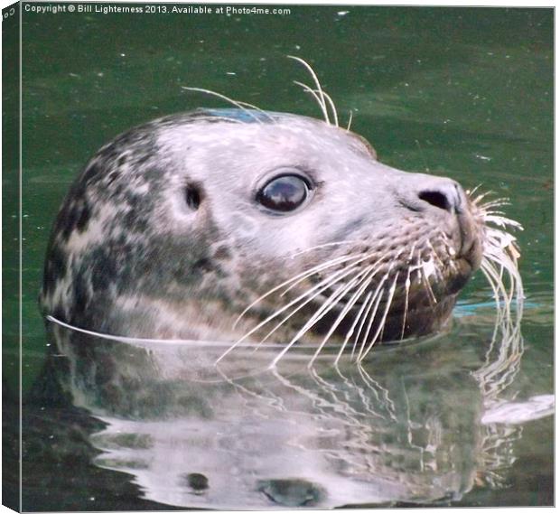 Sealed with a whisker ! Canvas Print by Bill Lighterness
