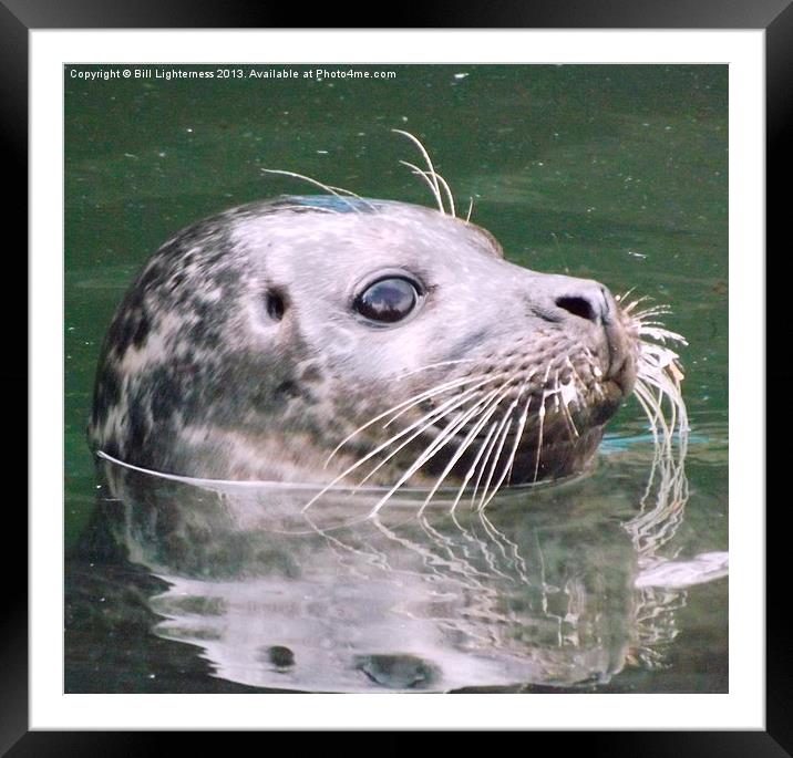 Sealed with a whisker ! Framed Mounted Print by Bill Lighterness