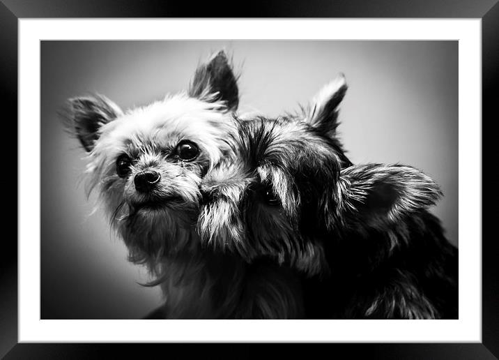 Puppy Love Framed Mounted Print by David McFarland