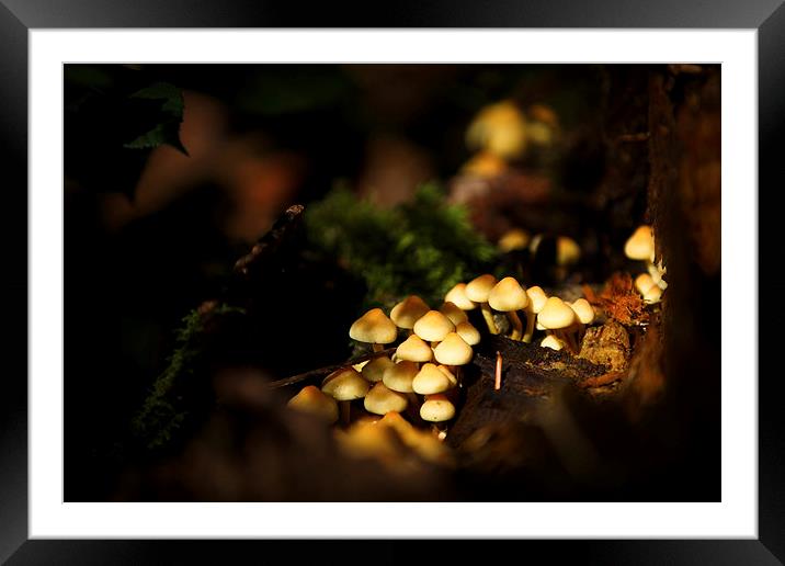 Autumn fungi Framed Mounted Print by Izzy Standbridge