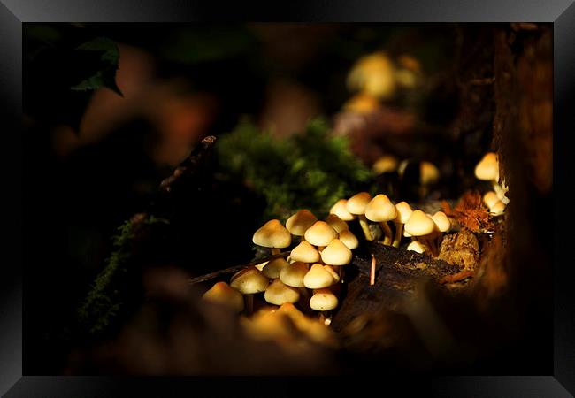 Autumn fungi Framed Print by Izzy Standbridge