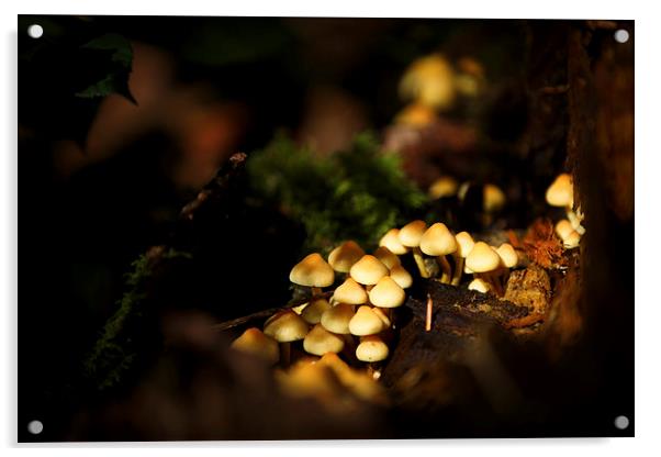 Autumn fungi Acrylic by Izzy Standbridge
