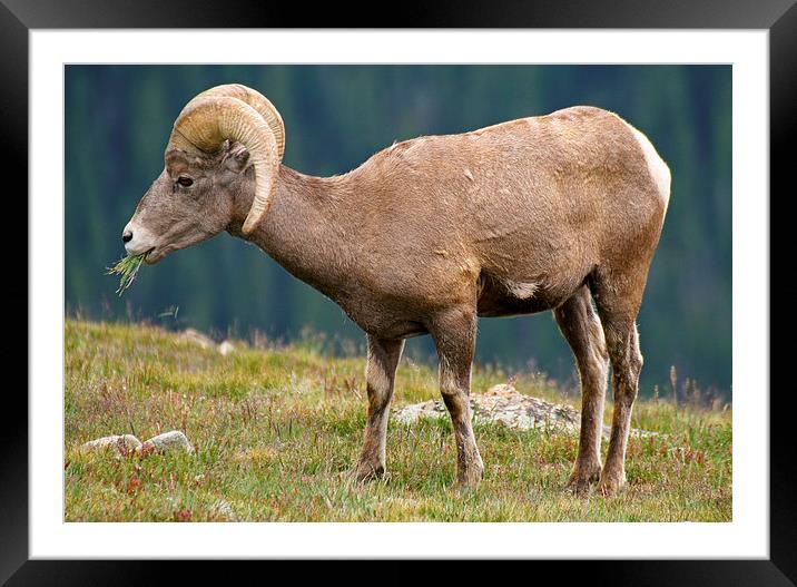 Rocky Mountain Bighorn Ram Framed Mounted Print by Mayo Fottral