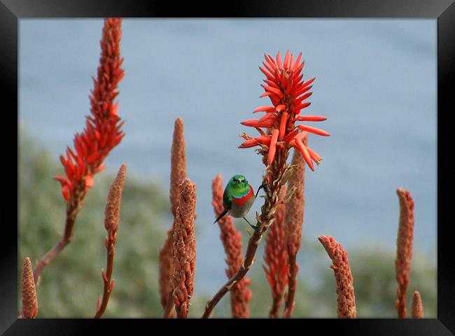 Sunbird on Flower at Cape Point Framed Print by Ralph Schroeder