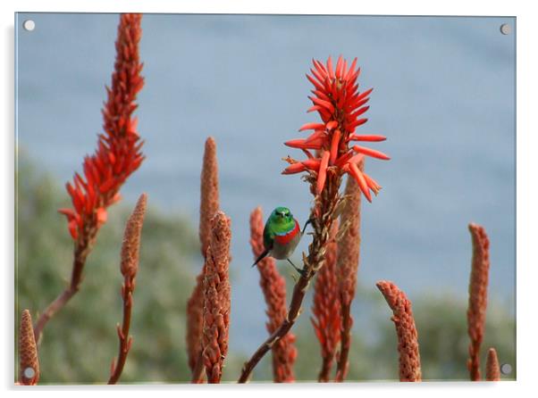 Sunbird on Flower at Cape Point Acrylic by Ralph Schroeder