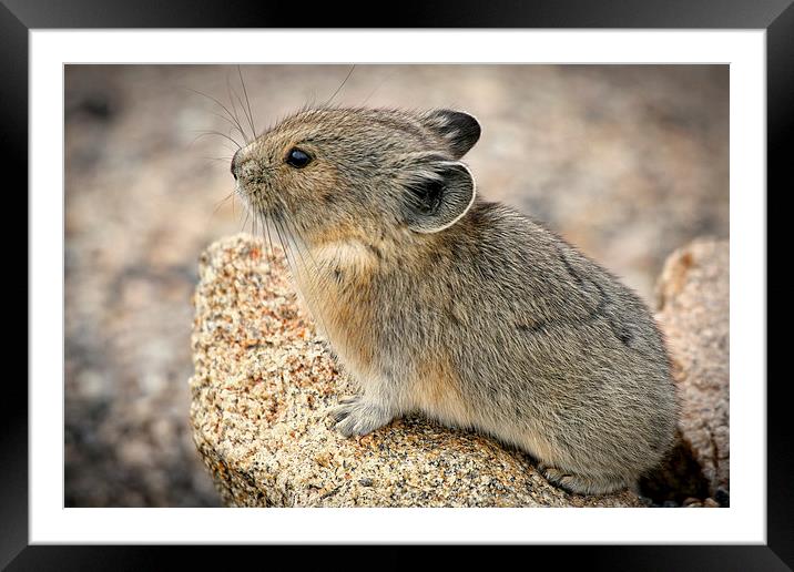 Pika Pose Framed Mounted Print by Mayo Fottral