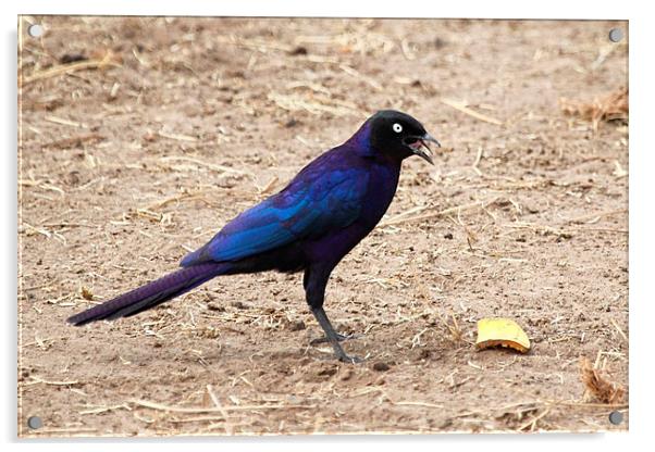 Long-tailed Glossy Starling Acrylic by Carole-Anne Fooks