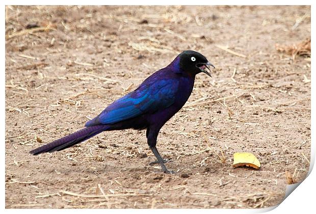 Long-tailed Glossy Starling Print by Carole-Anne Fooks
