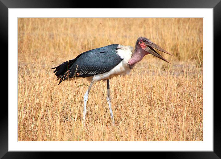 Marabou Stork, Leptoptilos crumeniferus, Kenya Framed Mounted Print by Carole-Anne Fooks