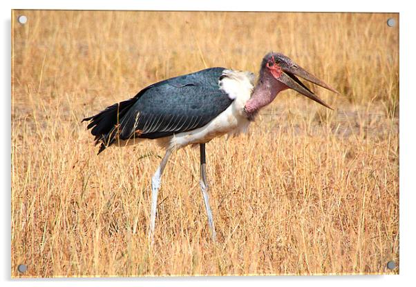 Marabou Stork, Leptoptilos crumeniferus, Kenya Acrylic by Carole-Anne Fooks
