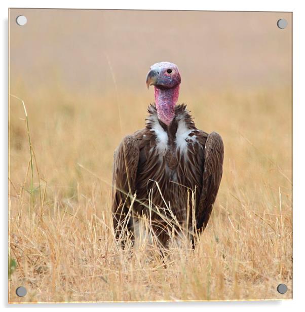 Nubian Vulture Acrylic by Carole-Anne Fooks