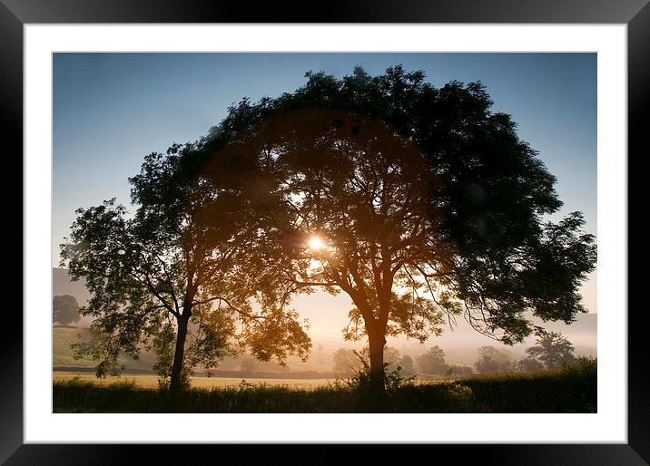 Summer Morning Framed Mounted Print by Tracey Whitefoot