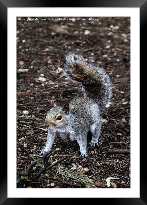 Squirrel Framed Mounted Print by Matthew Bates