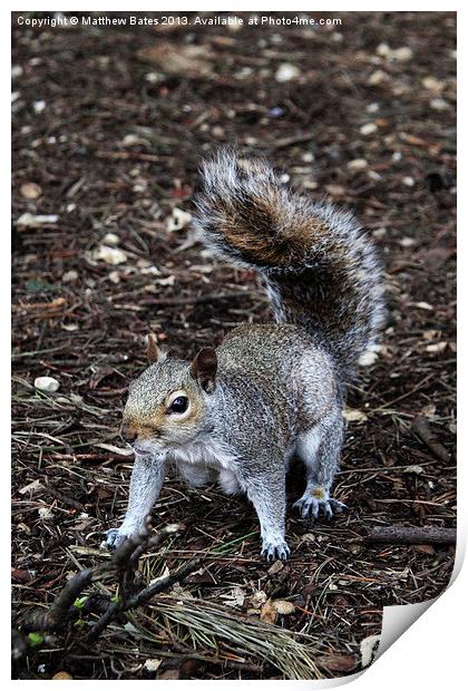 Squirrel Print by Matthew Bates
